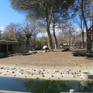 Malayan Tapir 150216