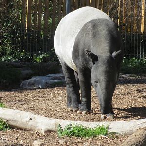 Malayan Tapir 150216