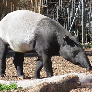 Malayan Tapir 150216