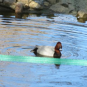 Common Pochard 150216
