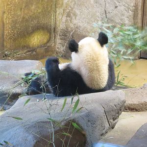 Giant Panda 150216