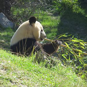 Giant Panda 150216
