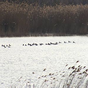Tufted Ducks - Ptasi Raj Nature Reserve
