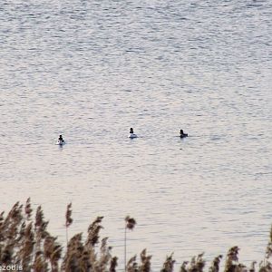 Goldeneyes - Ptasi Raj Nature Reserve