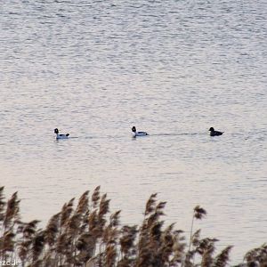 Goldeneyes - Ptasi Raj Nature Reserve