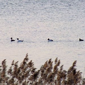 Goldeneyes - Ptasi Raj Nature Reserve