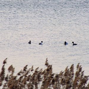 Goldeneyes - Ptasi Raj Nature Reserve