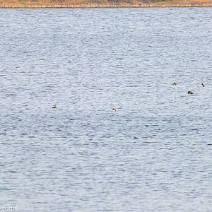 Long-tailed Ducks and others- Ptasi Raj Nature Reserve