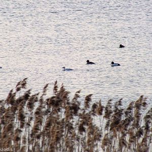 Male Smew and Goldeneyes - Ptasi Raj Nature Reserve
