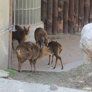 Reeves Muntjacs 150216