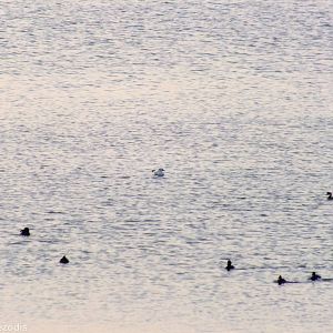 Male Smew and Tufted Ducks - Ptasi Raj Nature Reserve