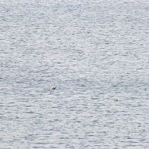 Long-tailed Ducks - Ptasi Raj Nature Reserve