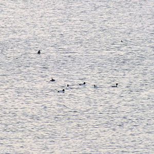 Goldeneyes - Ptasi Raj Nature Reserve