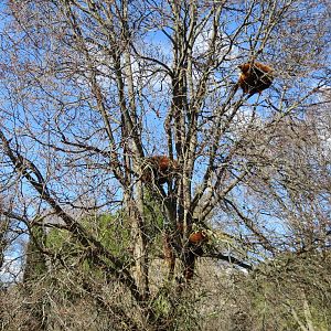 Lesser Pandas 150216