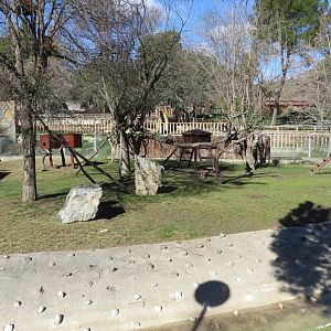 Lesser Panda enclosure 150216