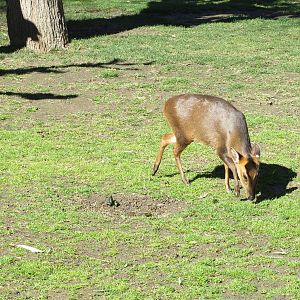 Reeves Muntjac 150216