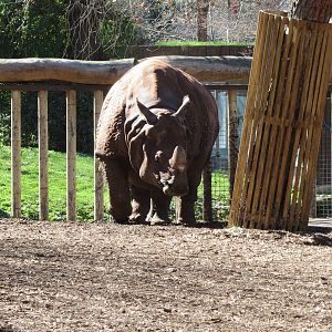 Indian Rhinoceros 150216