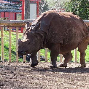 Indian Rhinoceros 150216