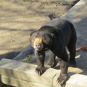 Malayan Sun Bear 150216
