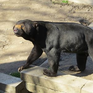Malayan Sun Bear 150216