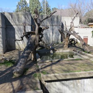 Malayan Sun Bear enclosure 150216