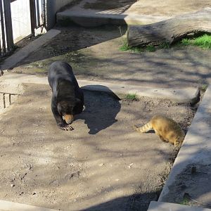 Malayan Sun Bear and South American Coati 150216