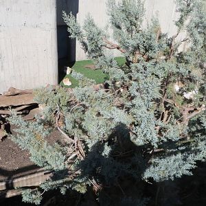 Raccoon enclosure 150216