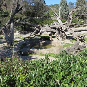 Asiatic Black Bear enclosure 150216