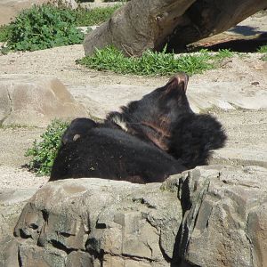Asiatic Black Bear 150216