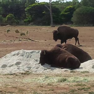 Bison lying in the sand