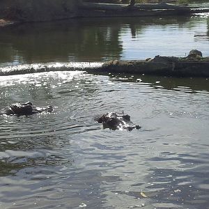 hippos