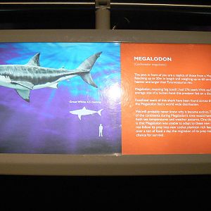 Sign About One of the 'Fossils' - 26 March 2016