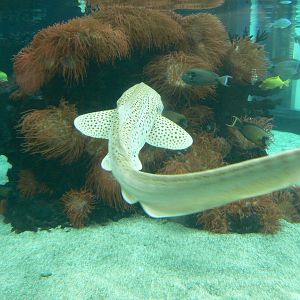 Zebra Shark - 26 March 2016