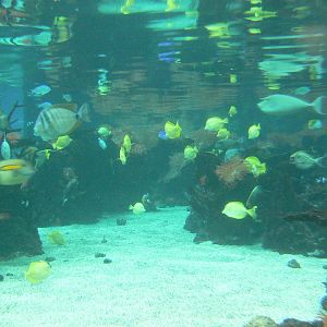 Underwater View of 'The Lagoon Of Light' - 26 March 2016