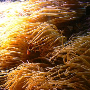Common Clownfish and Bubble-tipped Anemone - 26 March 2016
