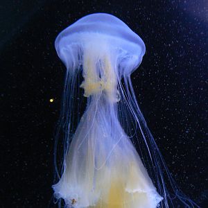 Fried Egg Jellyfish? - 26 March 2016