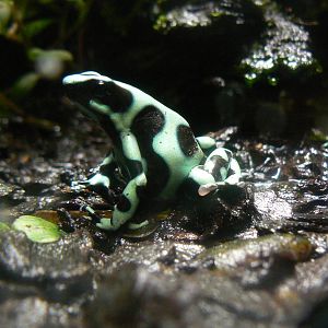 Green and Black Poison Dart Frogs - 26 March 2016