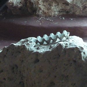 More orangutan enrichment, March 2016