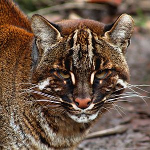 Golden Cat - 27th March 2016