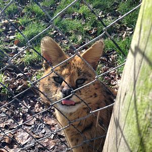 Serval Chester Zoo 22nd February