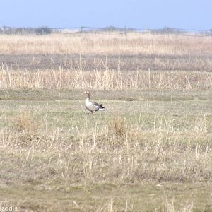 Greylag Goose - Beka Nature Reserve