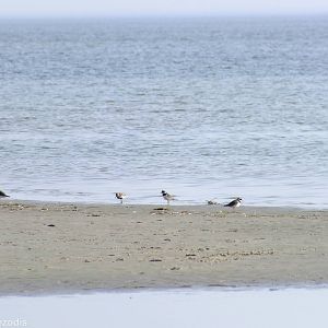 Common Ringed Plovers and Dunlin