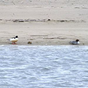 Goosanders - Mewia Lacha Nature Reserve