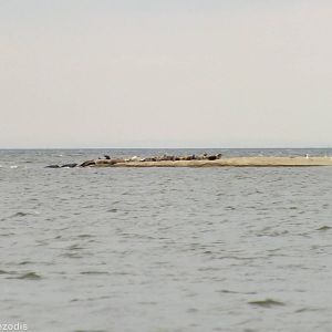 Baltic Grey Seals - Mewia Lacha Nature Reserve