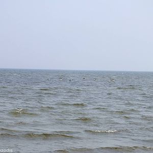 Goosanders - Beka Nature Reserve