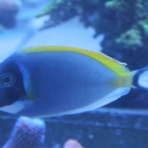 Acanthurus leucosternon