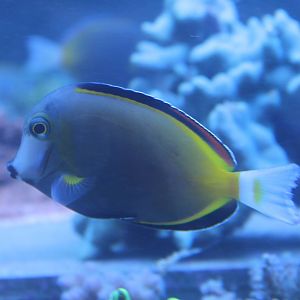 Acanthurus japonicus