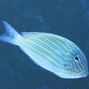 Acanthurus lineatus