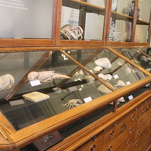 Display of sea-creatures