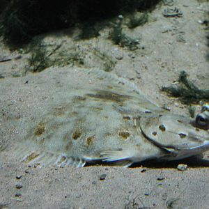 European plaice